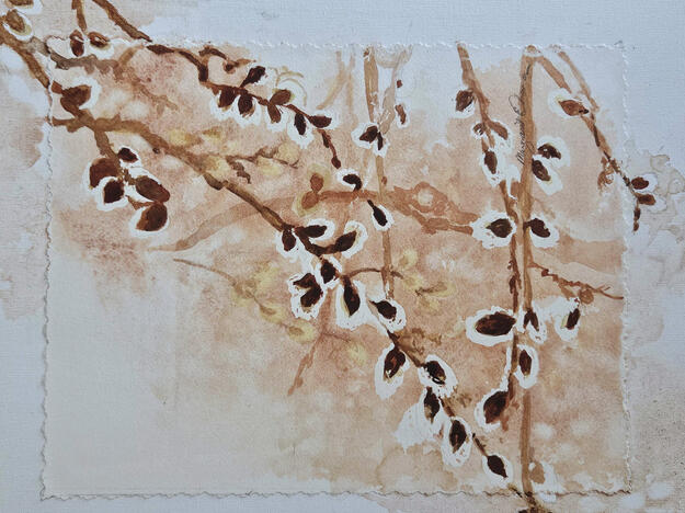 Spring Pussy Willows